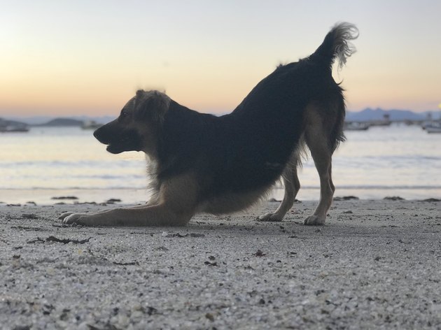 Dog wagging tail playing at Manguinhos beach during sunset