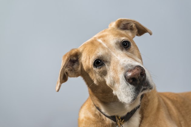 A portrait of curious mixed breed dog with tilted head - rescued dog