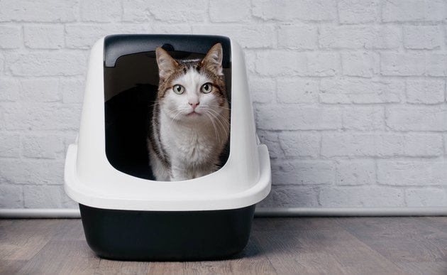 Tabby cat sitting in a litter box and look to the camera.