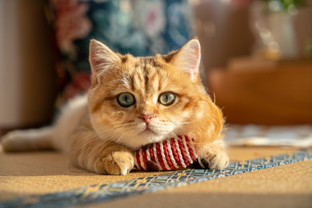 Kitten is playing with toy mouse while looking at the camera