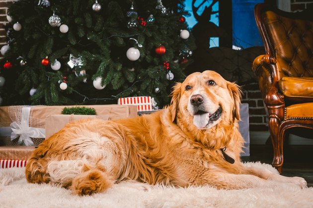 Golden retriever by Christmas tree