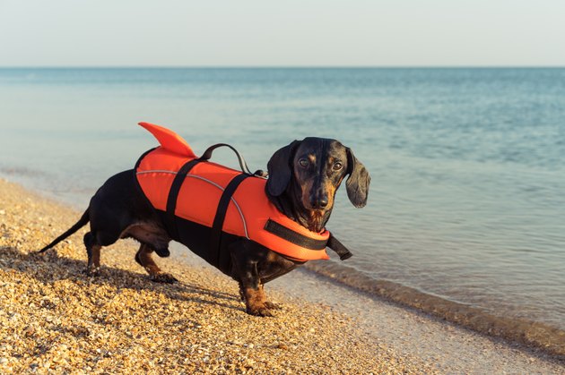dachshund in a life jacket at the beach