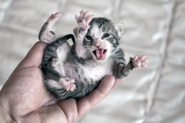 Kitten meowing