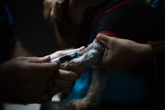 A veterinarian draws blood from a dog at an animal healthcare center