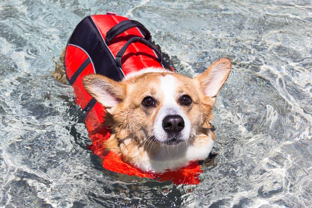 Welsh Corgi swimming with life jacket on