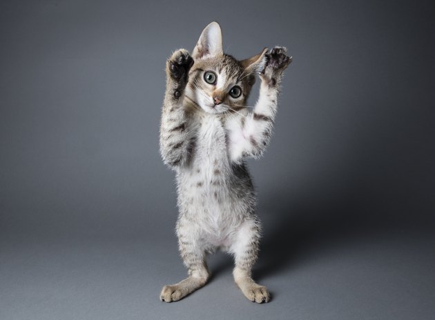 Paws in the Air - The Amanda Collection