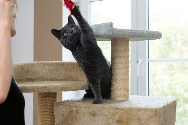 cat playing with toy on cat tree