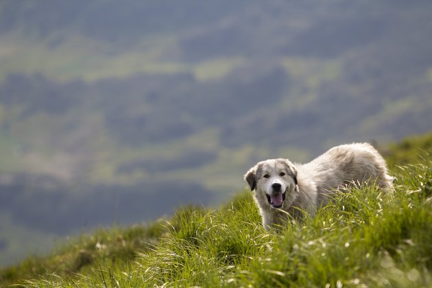 Big white grown clever shepherd dog standing on steep green grassy mountain slope on sunny summer day on copy space background of wide panorama of dark green foggy woody mountain ridge.