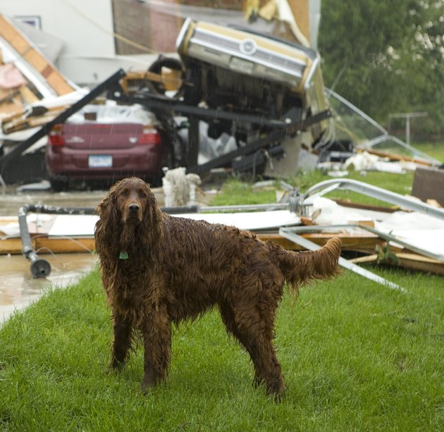 Dog in Rain After Tornado
