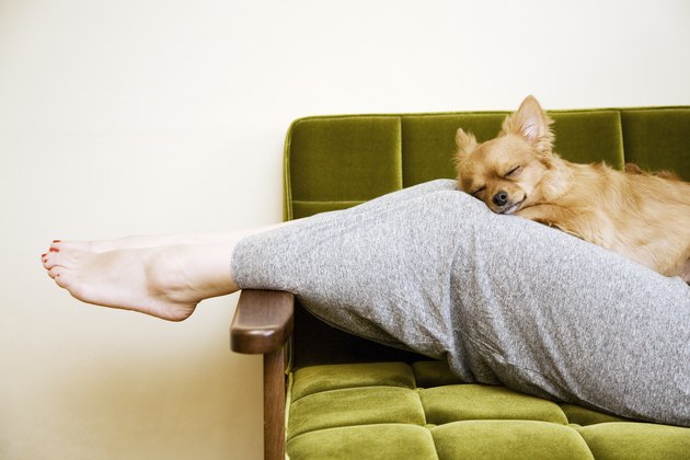woman and dog in the room