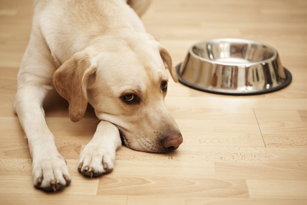 Hungry Labrador
