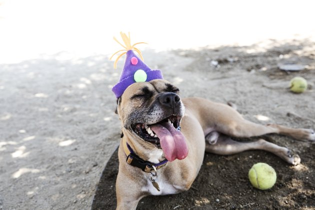 Happy Tripod Boxer Mix with a Birthday Hat - The Amanda Collection