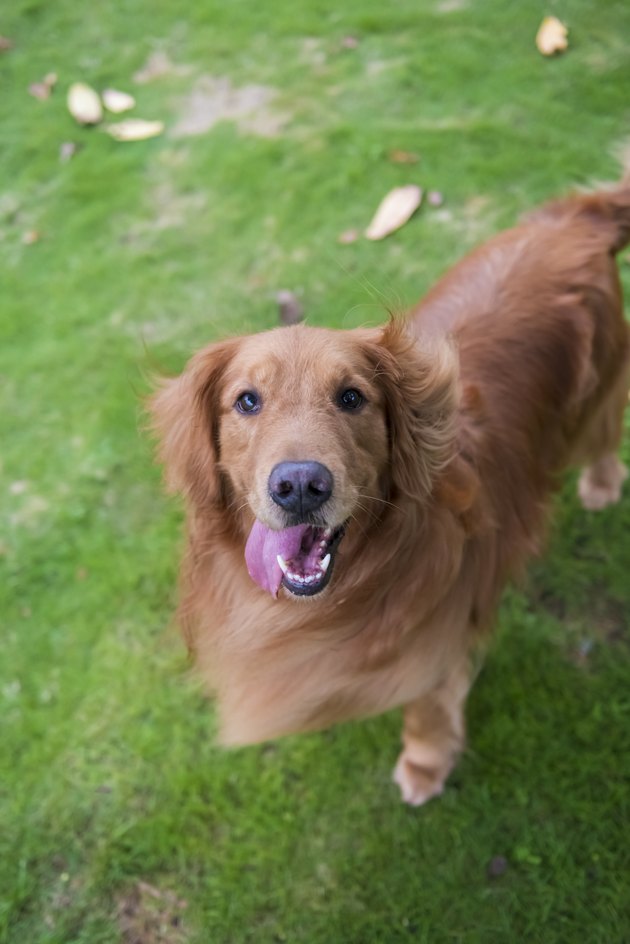 Cute Golden Retriever dogs play in Park Meadows