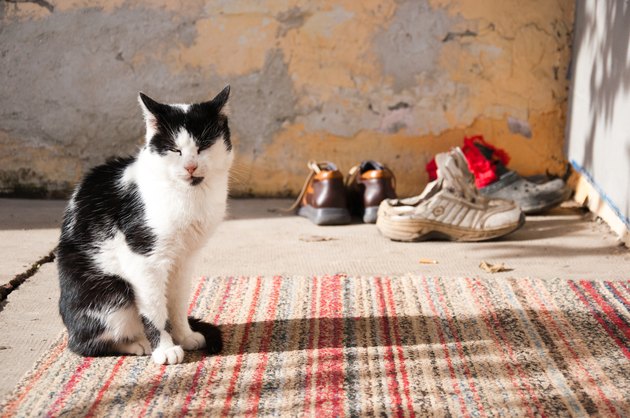 How To Remove Cat Urine From Shoes Cuteness