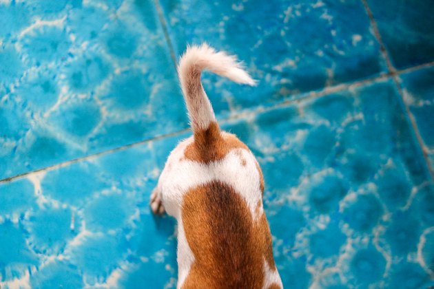 Tail