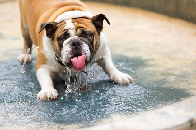 Bull dog cooling off in splash pool