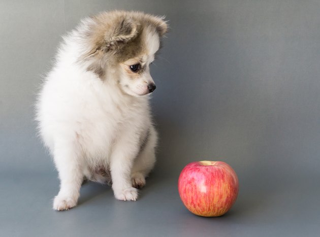 Closeup cute pomeranian dog looking at red apple on grey background