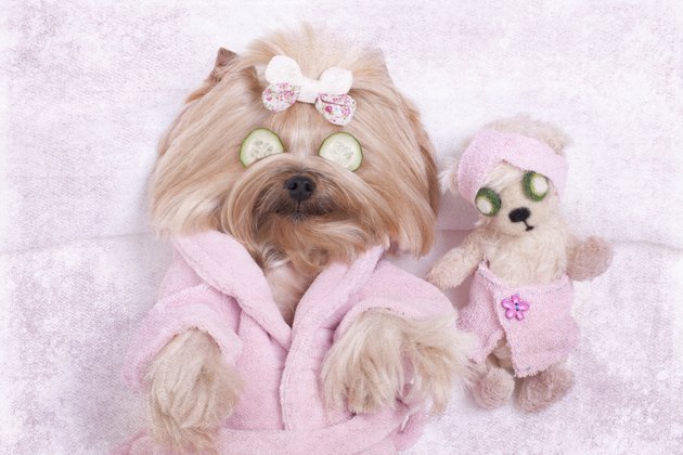 Yorkie Dog and Teddy Bear Friend at the Beauty Salon