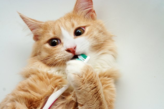 Red Cat and toothbrush