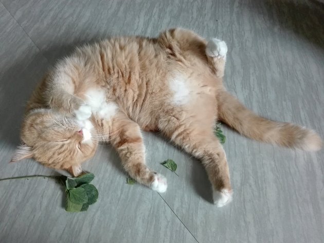 The orange cat and the catnip.