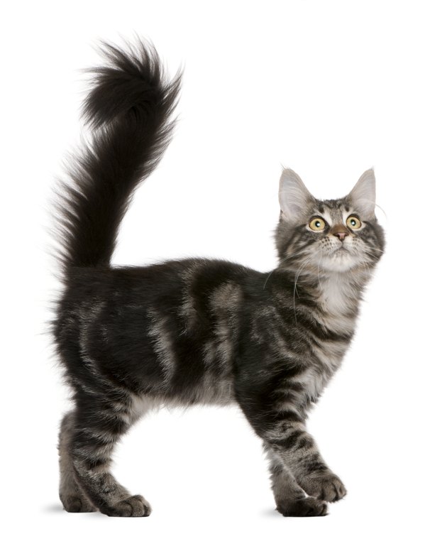 All Cats Communicate With These 6 Tail Movements Heres What They Mean Cuteness 7163