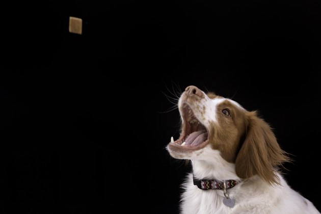 catching the treat
