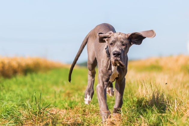 great dane puppy runs over the meadow