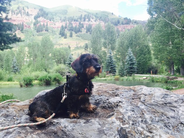 Mountain Dog