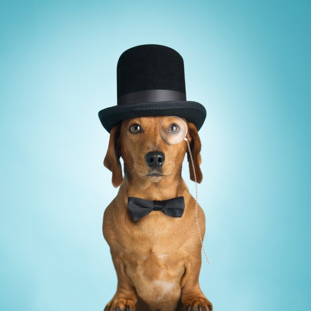 Dachshund wearing top hat and monacle