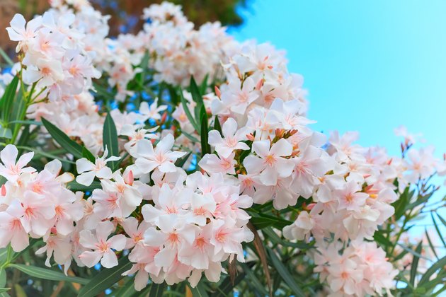 white oleander in bloom, green leaves