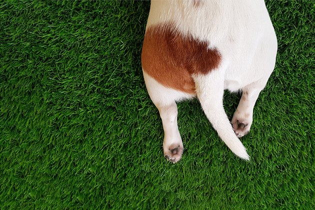 Tail, paws a cute dog in green lawn.