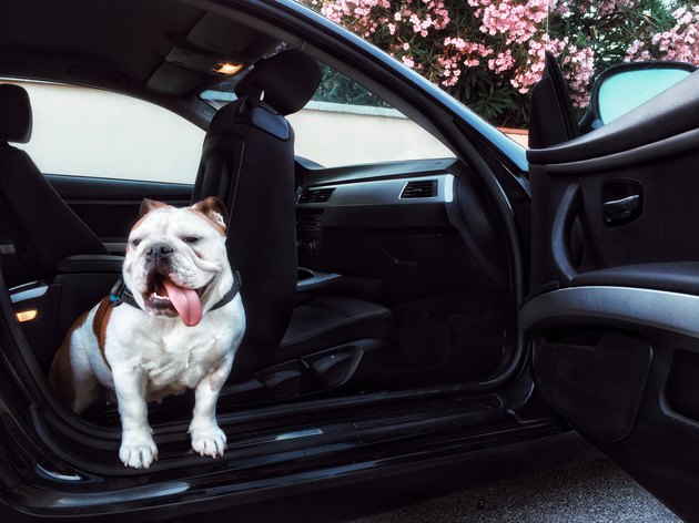 bulldog sitting in stopped car