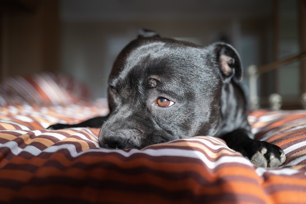 Portrait of a Staffordshire Bull Terrier dog lying on a bed with the morning sun on his face as he opens his eyes. He has a slighlty sad expression.