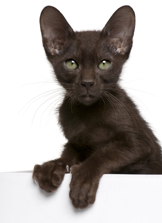 Havana Brown kitten getting out of a box, white background.
