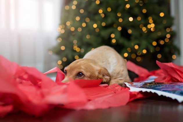 Naughty Dog