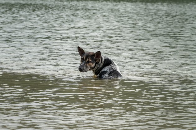 dog in flood water