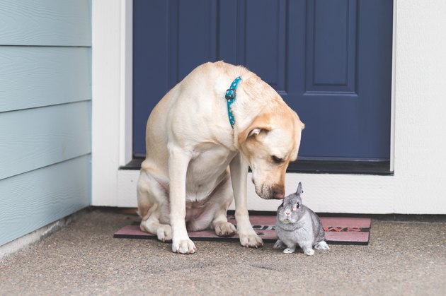 Bunny and Dog Hanging Out Together