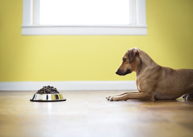 Side view of dog looking at food while sitting on floor