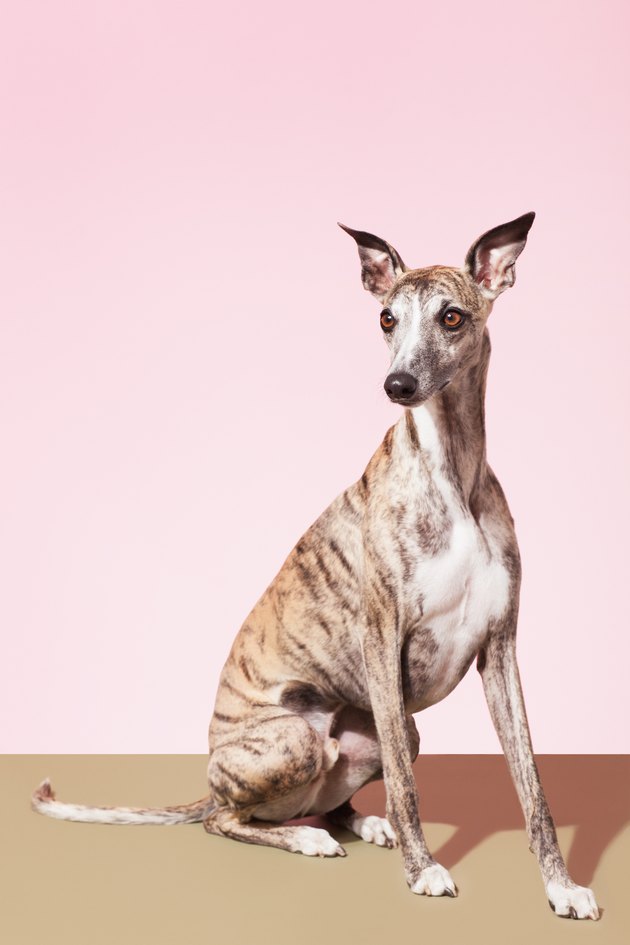 Portrait of Whippet Dog