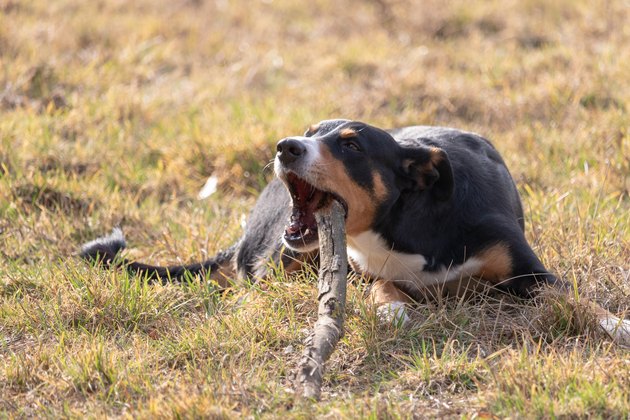 dog chewing on a stick.