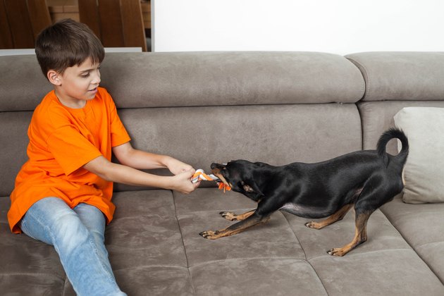 Little boy, 8-9 years, and miniature pinscher chihuahua dog pulling a braided chew toy