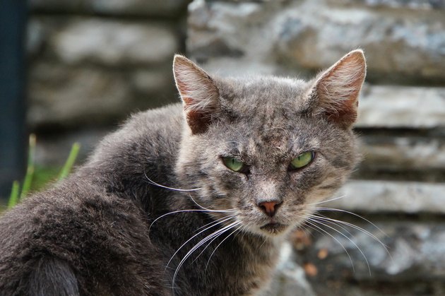 Angry Cat Turns