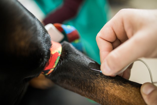 Close up of taking blood from an animal.