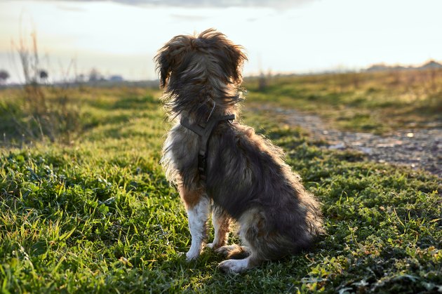 dog looking out over a field