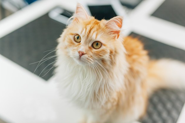 Ginger big catsitting in the kitchen table and looking around.