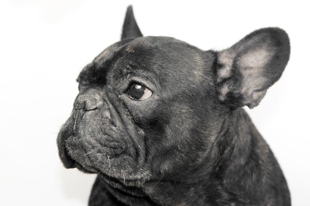 Portrait of black french bulldog with white background