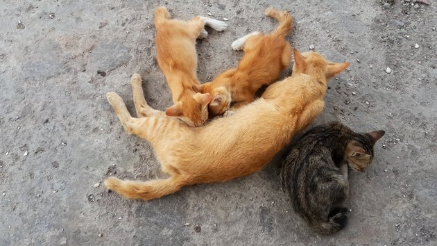 Mother cat nursing baby kitten