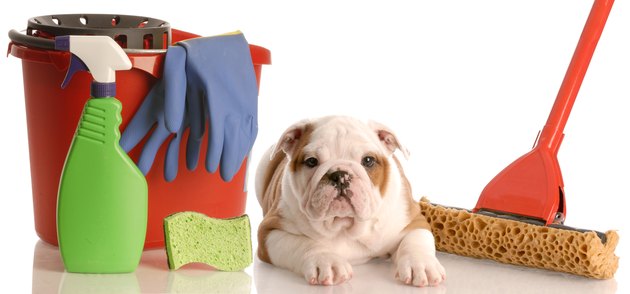 house training a puppy