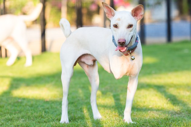 Disabled dog three legs standing
