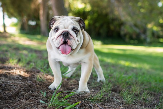 Smiling English Bulldog Puppy Outdoors